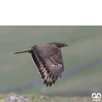 گونه سارگپه جنگلی European Honey Buzzard